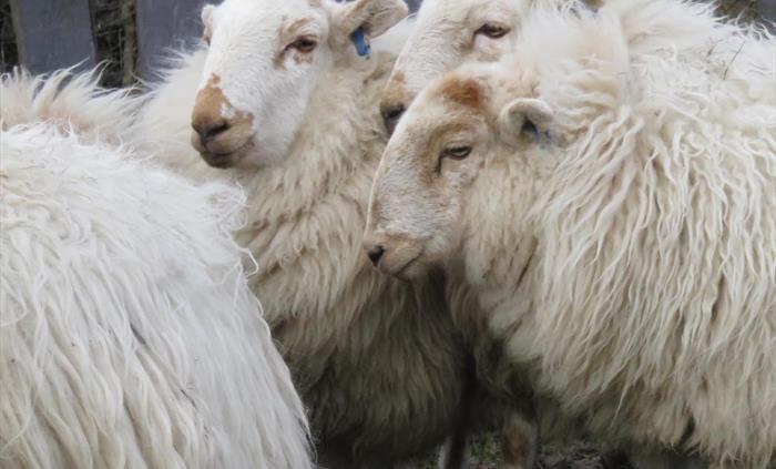 Welsh Mountain Sheep, Crawiau and Sheepdog working in field
